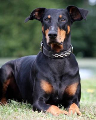Briska's Zosca | Black Doberman Pinscher