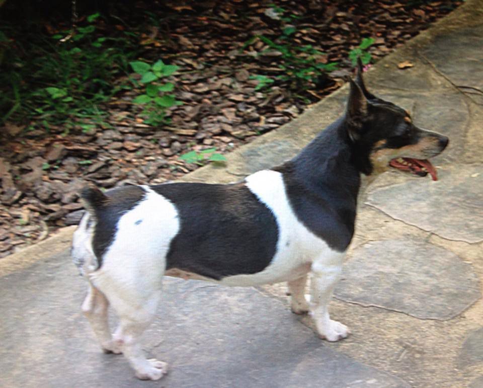 Barnett's Rockabye Baylee CCK | Teddy Roosevelt Terrier 