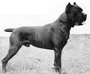 Basir (1980) | Cane Corso 