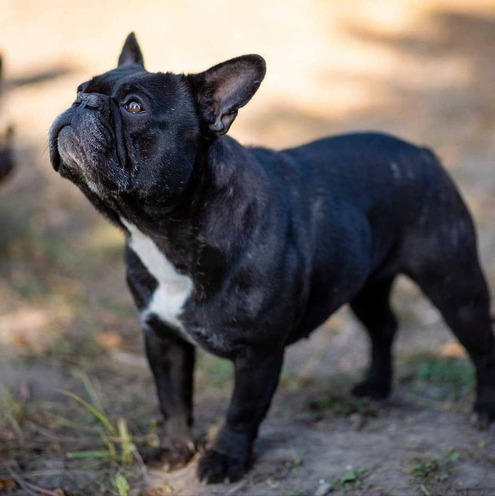 Medina Royal Bulldog's Amira | French Bulldog 