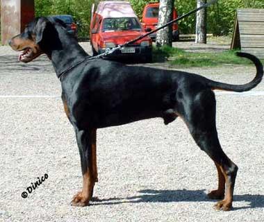 Little League's Dark Fighter | Black Doberman Pinscher