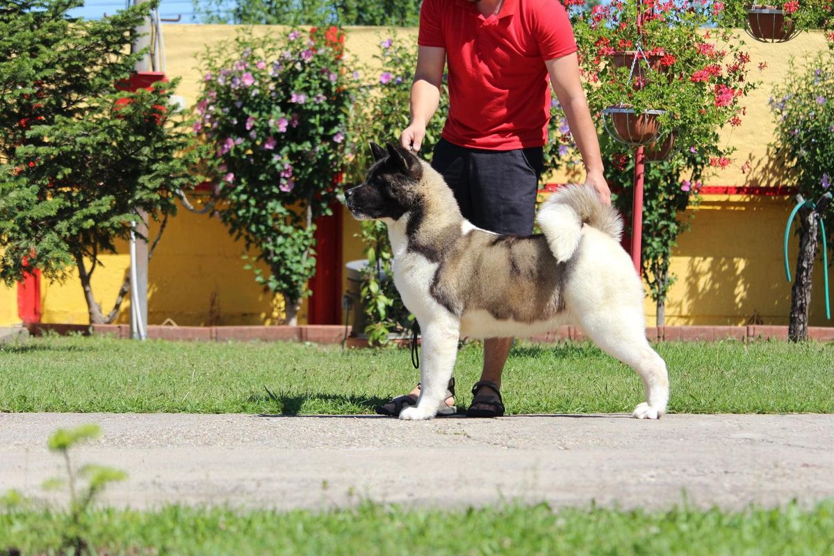 Prosperina Centurion Gladiator | Akita 