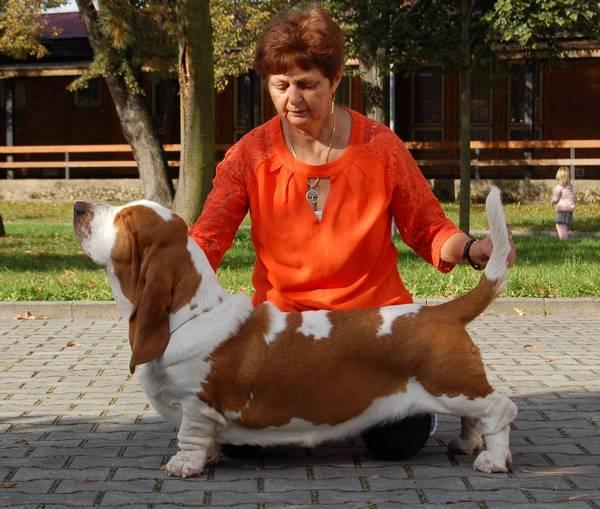 Pocahontas Queen´s Hermelín | Basset Hound 