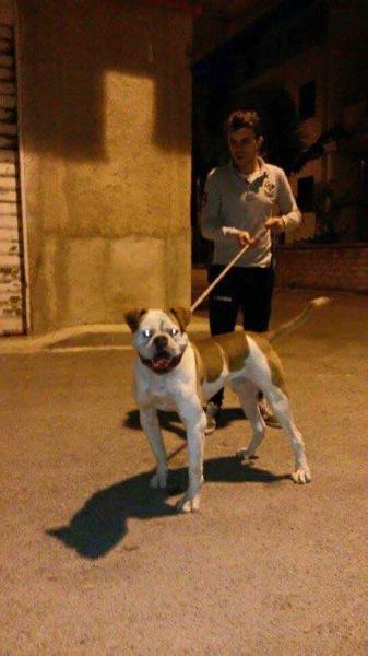 Chivas of Goodfellas | American Bulldog 