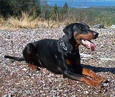 Little League's Dragon Fly | Black Doberman Pinscher