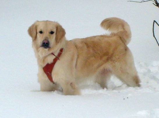 Fortuna Shahriyara Koketka Cu | Golden Retriever 