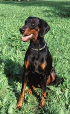 Little League's Dangerous Play | Black Doberman Pinscher