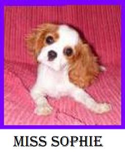 Aberlour Mega Pixel | Cavalier King Charles Spaniel 