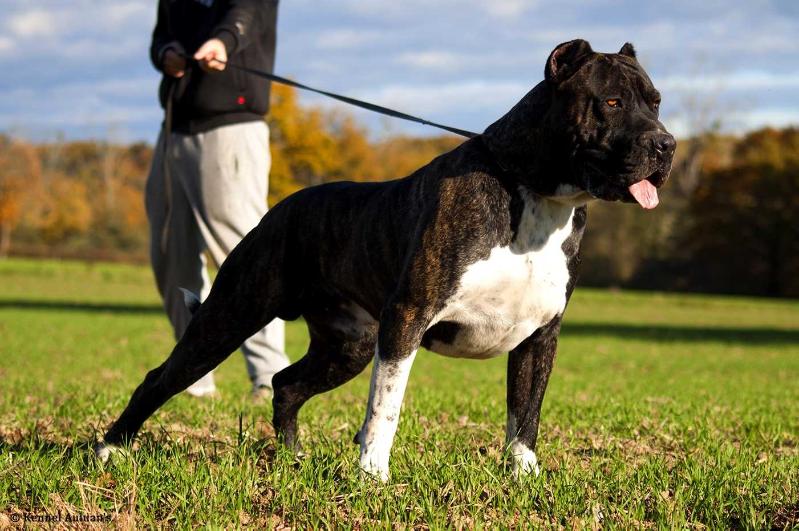 Warrior Bull de Raduca | Perro de Presa Canario 