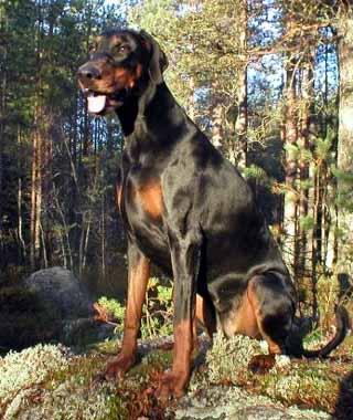 Little League's Diamond Way | Black Doberman Pinscher