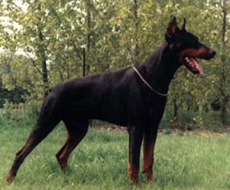 Alpha v. Vaalserquartier | Black Doberman Pinscher