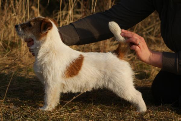 Jacqueline Admiko | Jack Russell Terrier 