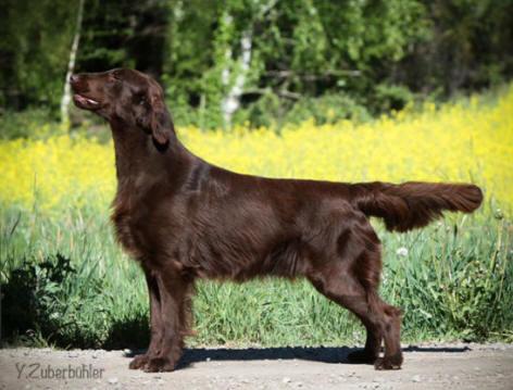 ALMANZA BACKSEAT DRIVER | Flat-Coated Retriever 