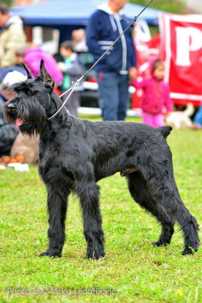 BANDIT  BLACK  BEARDED BEAUTIES | Giant Schnauzer 