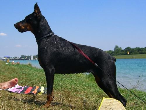 Nira Nanette z Helfstyna | Black Doberman Pinscher