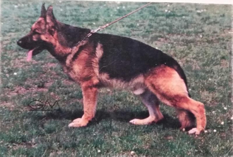 Joschy von der Wienerau | German Shepherd Dog 