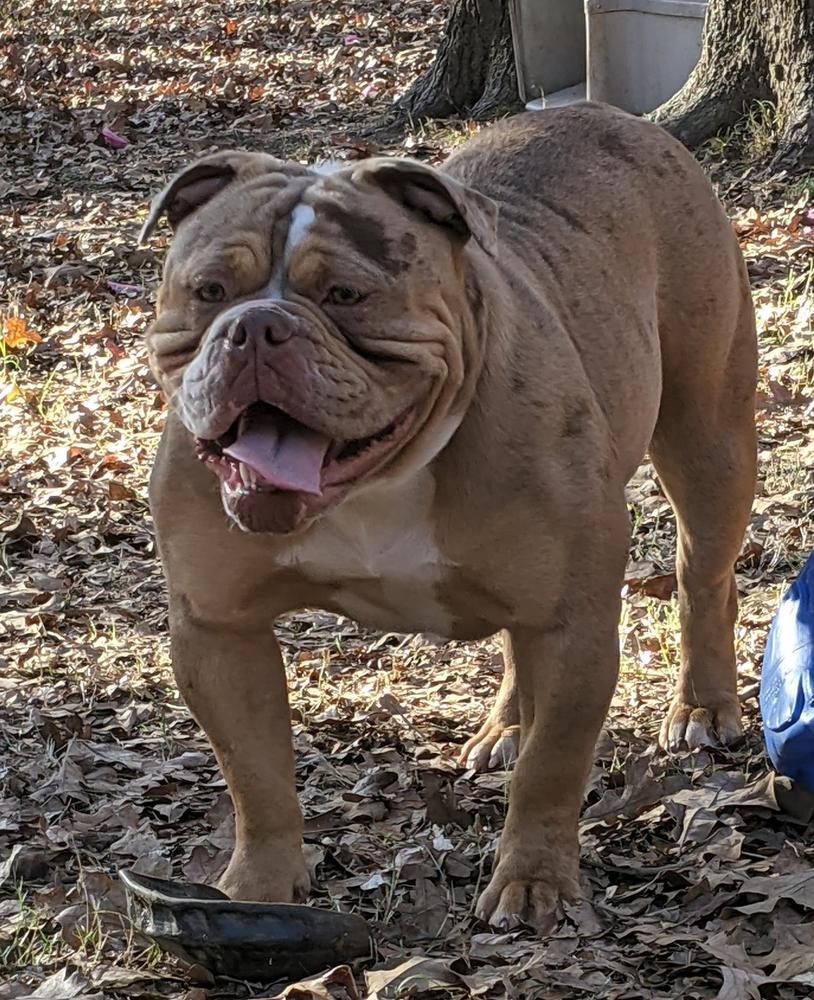 Michaels Rainbow's Rachel | Olde English Bulldogge 