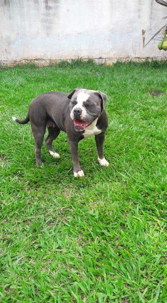 Candy Katrina Bulls | Olde English Bulldogge 