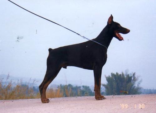 Mogwai v. Marosk | Brown Doberman Pinscher