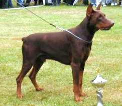 Magic v. Marosk | Brown Doberman Pinscher