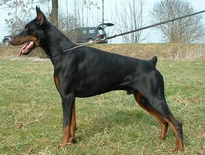 Orco v. Marosk | Black Doberman Pinscher