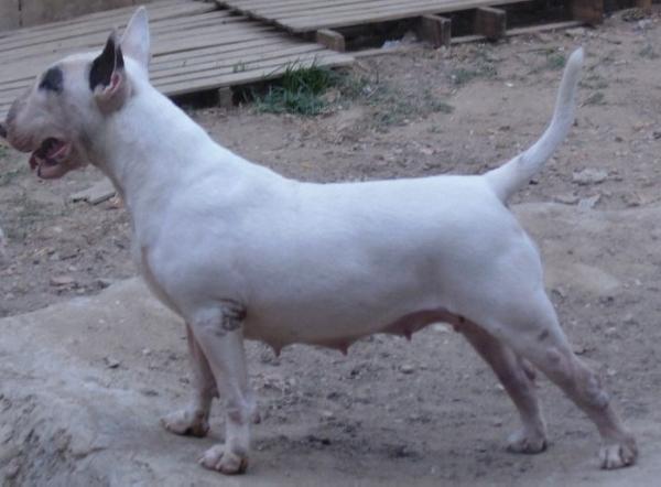 Raicca the Steady Kadesh Family | Bull Terrier 