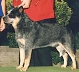 Heelerhill W.F. Cody | Australian Cattle Dog 