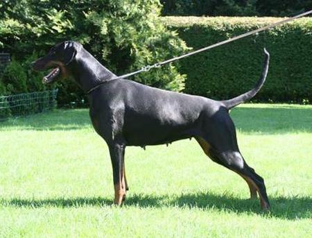 Crazy v.d. Fuggerstadt | Black Doberman Pinscher