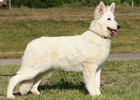 Svarzekoks Flawless | White Swiss Shepherd Dog 