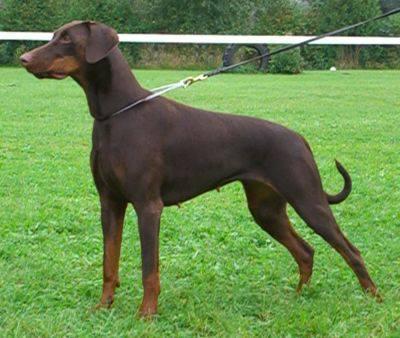 Cara v.d. Fuggerstadt | Brown Doberman Pinscher