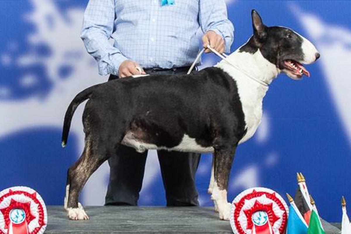 Caranthir Buteo | Bull Terrier 