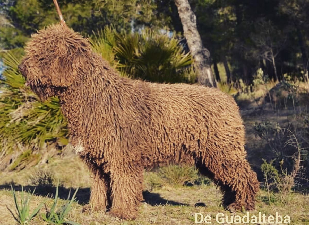 Albero de Guadalteba | Spanish Water Dog 