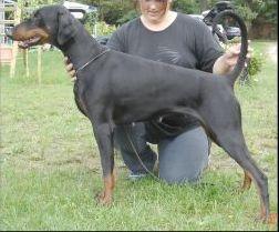 Chelsea v. Fahrwinkel | Black Doberman Pinscher