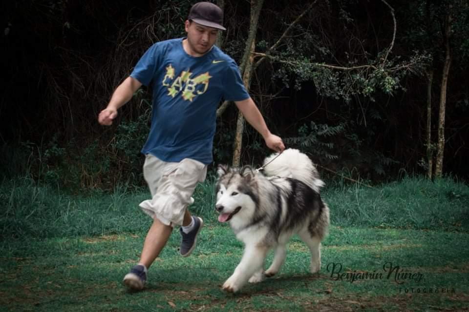 SKADI | Alaskan Malamute 