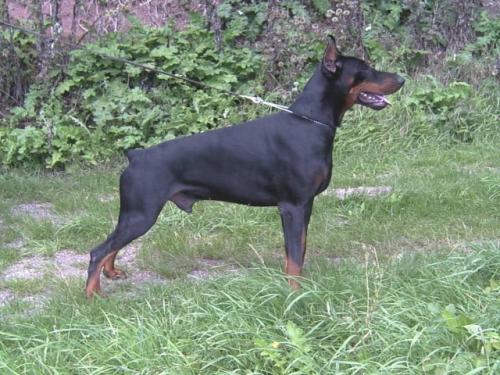 Icon Ginga House | Black Doberman Pinscher