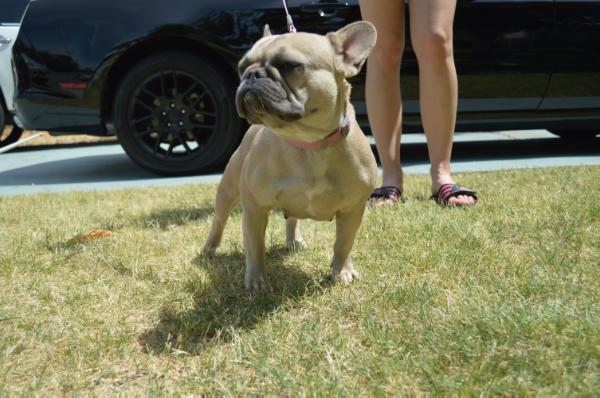 Bay Area Bullies Bambi | French Bulldog 