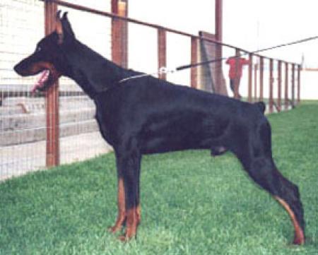 Come As You Are Cirrus | Black Doberman Pinscher