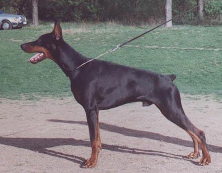 Come As You Are Cyanide | Black Doberman Pinscher