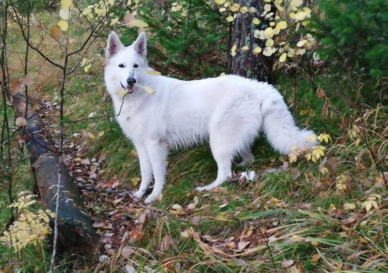 Sibirskoe Solnce Adel | White Swiss Shepherd Dog 