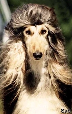 Elyssa De tchekana | Afghan Hound 