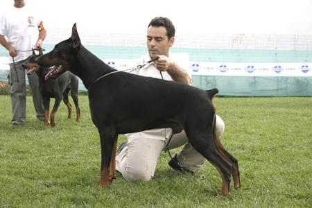 Fabio v. Haus Liopiris | Black Doberman Pinscher