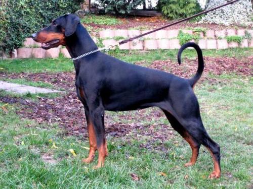 Gina v.d. Rheinaue | Black Doberman Pinscher