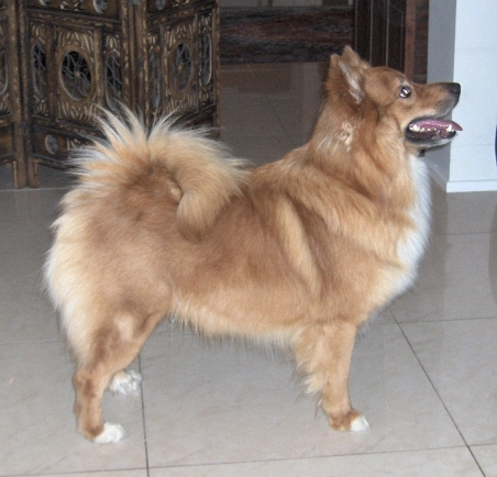 Leiru Bonzó | Icelandic Sheepdog 