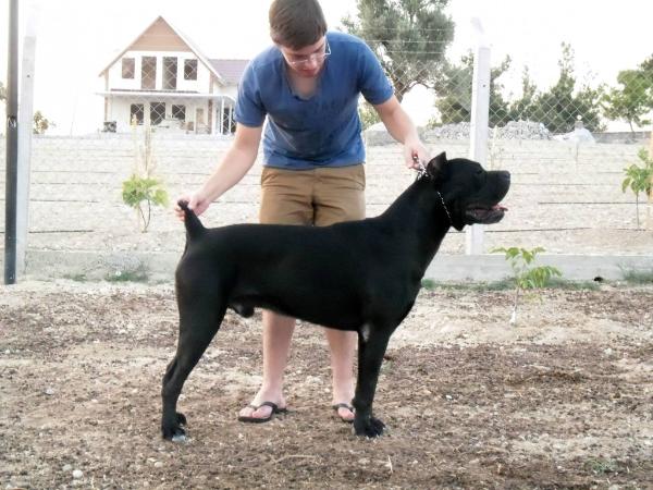 Conan OTTOMAN GUARDIANA | Cane Corso 