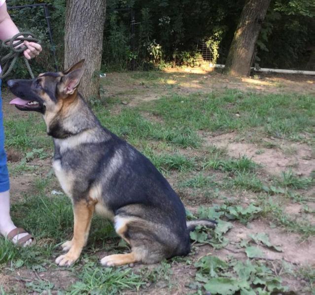 Maggie Matilda vom Golden Haus | German Shepherd Dog 