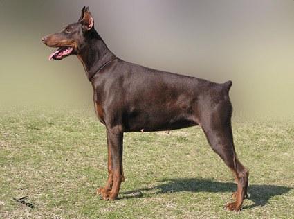Come As You Are Herta | Brown Doberman Pinscher