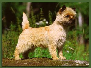 Hjohoo'S hjour loving knock me off | Cairn Terrier 