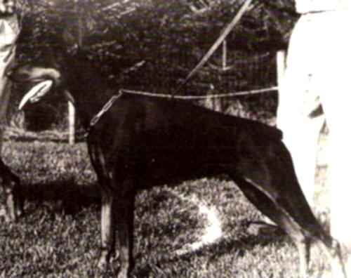 Zanuschka v.d. Westkant | Black Doberman Pinscher