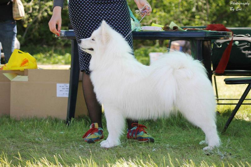 Trikse nuo Ažuolo | Samoyed 