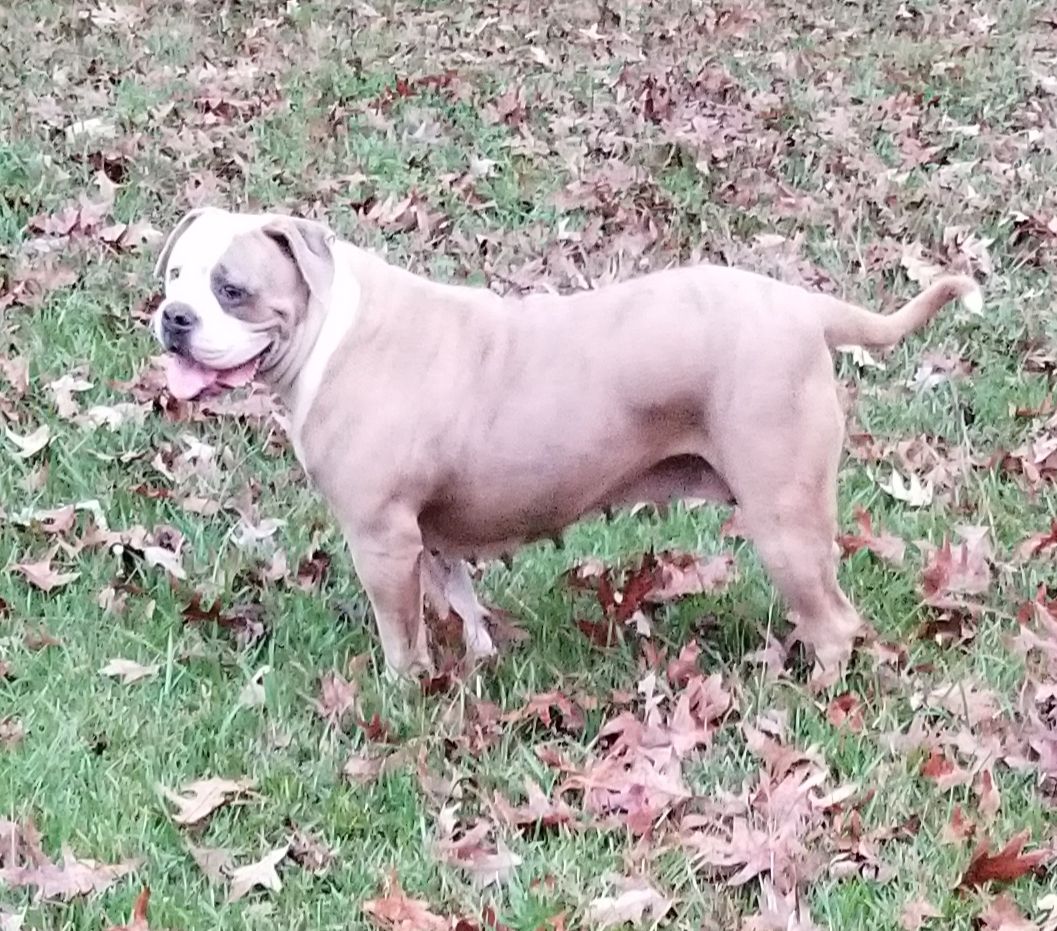 Red Oaks Mercedes | American Bulldog 